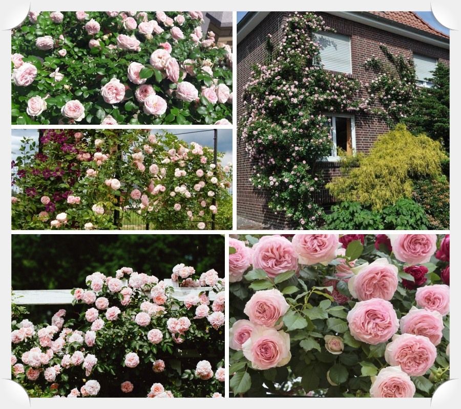 Giardina róże pnące